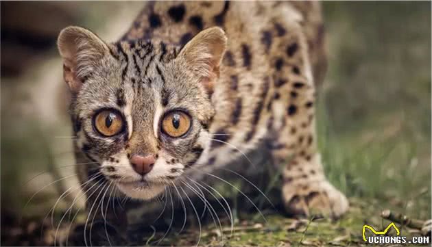 甘肃发现5只猛兽，远看像豹近看像猫，幼崽10天睁眼20天断奶