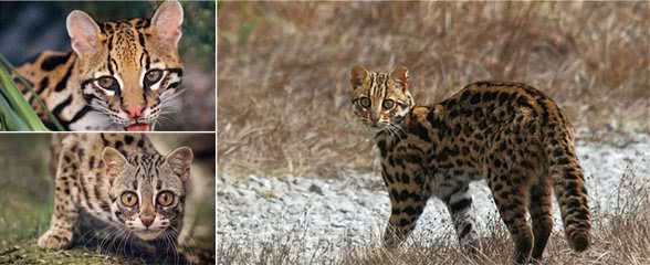 甘肃发现5只猛兽，远看像豹近看像猫，幼崽10天睁眼20天断奶