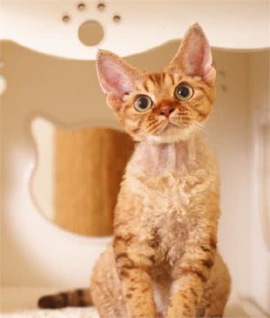 最适合“上班族”养的猫咪，养了它们，就能享受纯粹撸猫乐趣