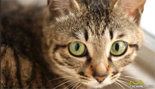 最适合“上班族”养的猫咪，养了它们，就能享受纯粹撸猫乐趣