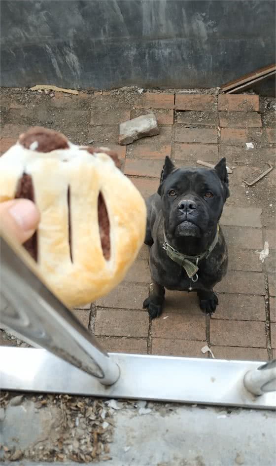 卡斯罗这个犬种怎么样？好养吗？好斗吗？