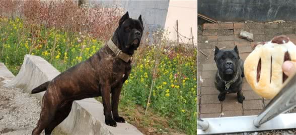 卡斯罗这个犬种怎么样？好养吗？好斗吗？