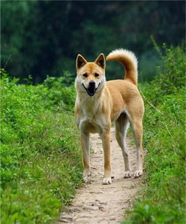 没落的守护神—救救正在边缘化的中华田园犬