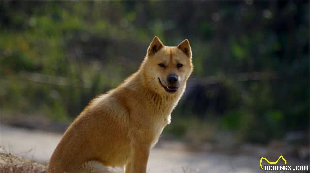 没落的守护神—救救正在边缘化的中华田园犬