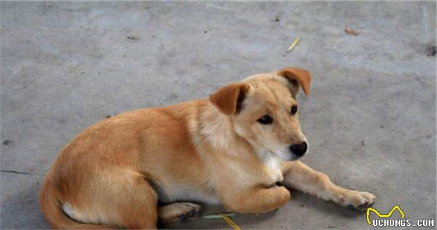 没落的守护神—救救正在边缘化的中华田园犬