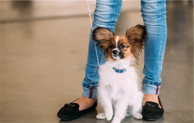 蝴蝶犬不仅精致可爱，还有5大优点，让人心动