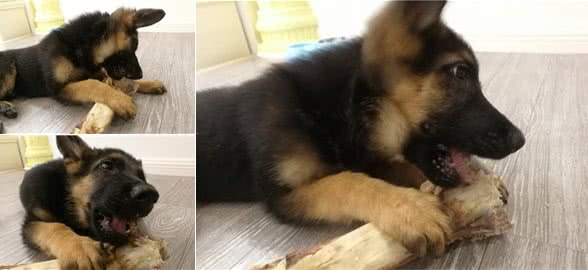 如何给狗狗选玩具，掌握这些技巧，包你家狗狗满意