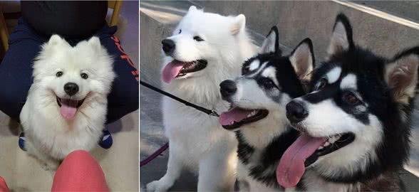 关于萨摩耶犬，你知道多少