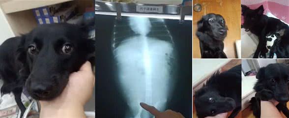 狗狗生完宝宝，立刻跑去跟主人撒娇，主人无奈：去照顾小狗啦