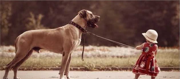 想养中大型犬？向你介绍6种狗狗，总有一款让你心动