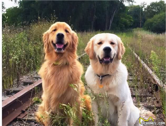 想养中大型犬？向你介绍6种狗狗，总有一款让你心动