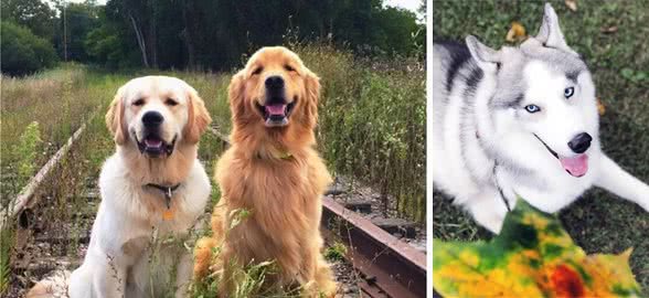 想养中大型犬?向你介绍6种狗狗,总有一款让你心动