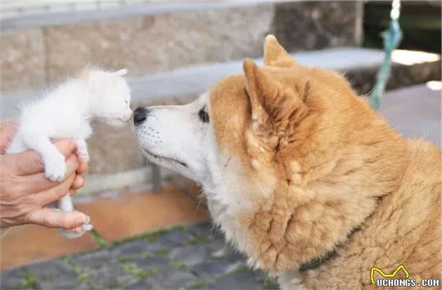 网友捡到一只流浪小奶猫，家里的猫咪和狗狗竟然对小猫一见如故