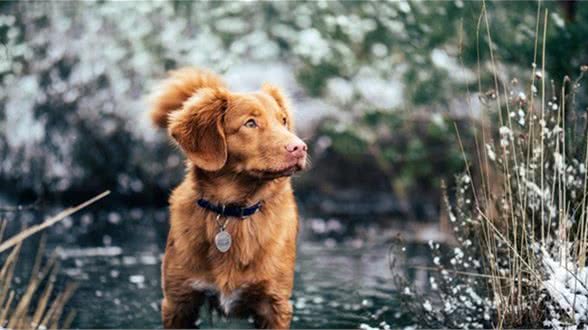 犬窝咳其实并不可怕