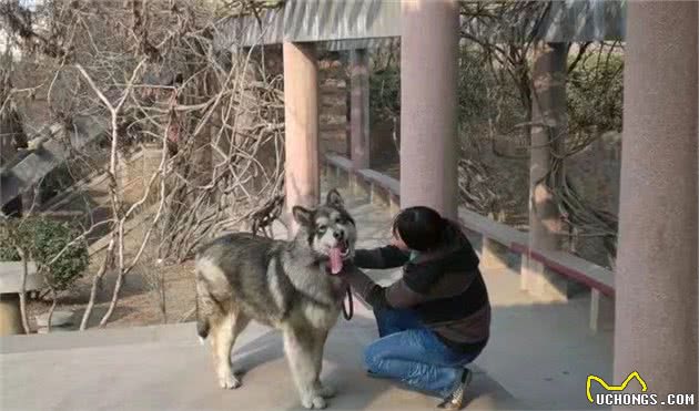 狗狗因病去世后，主人把它的眉心毛做成吊坠，只为留住……