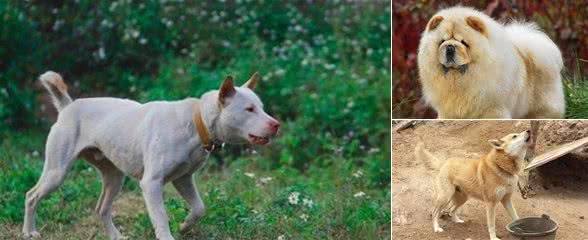 这几种最受欢迎的中国本土犬种，哪种才是你的最爱？
