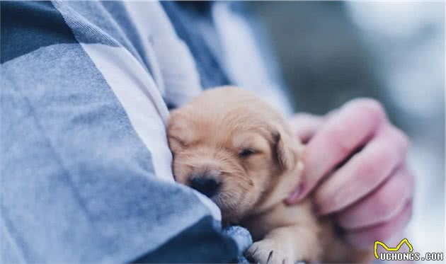 给狗狗免疫有多重要？让宠物医生带你了解传染病-“犬瘟热”