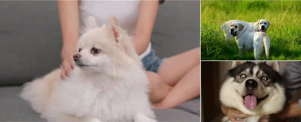 怎么和狗子“搞好关系”？这6点很关键
