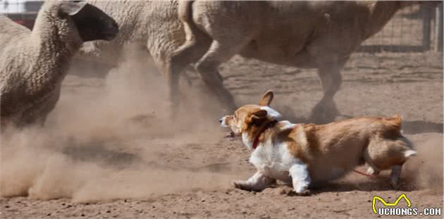 狗因人而改变，柯基是牧羊犬的秘密，就藏在它的短腿里