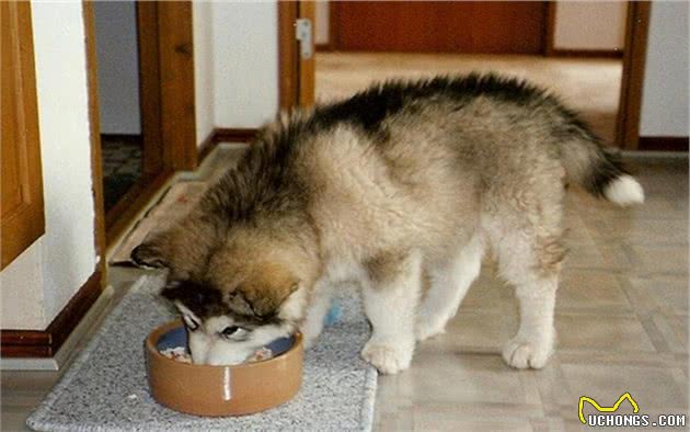 狗狗胃胀气是因为吃太快？不，日常饮食也会促成宠物犬患病