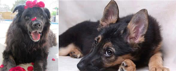 危急时刻,狗子真的会保护主人吗?