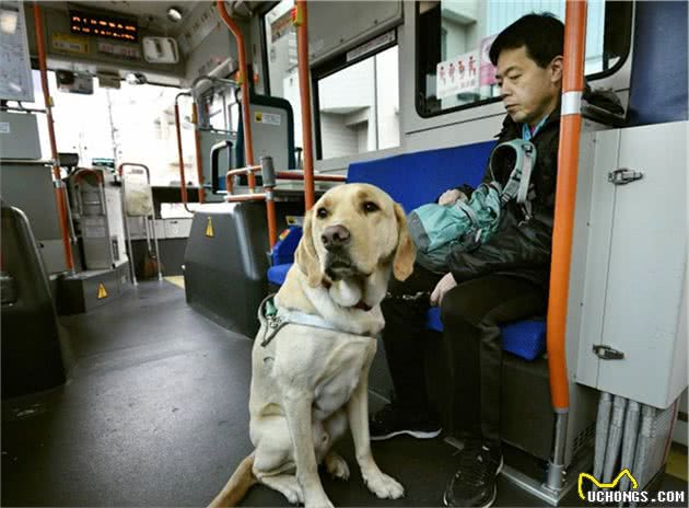 导盲犬的九九八十一难，为帮助人类，它们需要经过怎样的训练