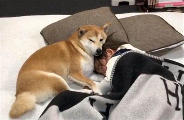 狗狗有这些行为,说明它拿你当家人看