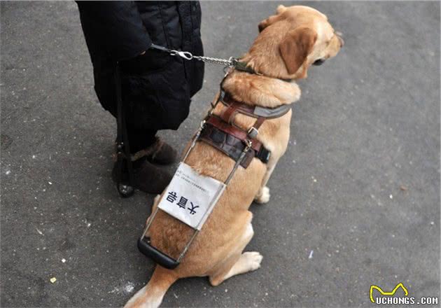 导盲犬是免费领取的吗？满足5个条件，才能免费申请