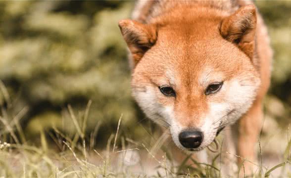 狗狗耳螨用庆大霉素可以吗