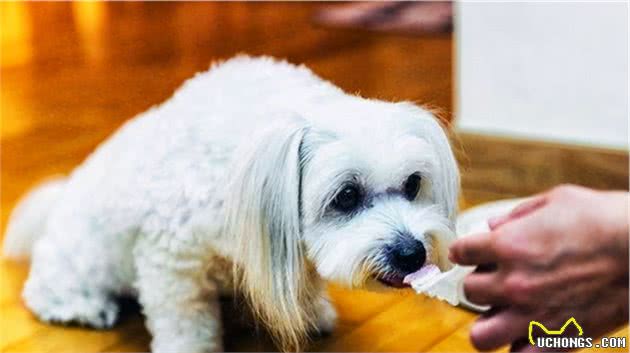 为什么劝你最好不要在“冬天”养狗？