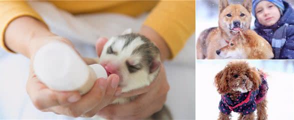 为什么劝你最好不要在“冬天”养狗?