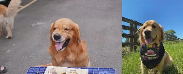 大金毛吃饭太快，见到弟弟碗里还有，气到脸变形哈哈哈