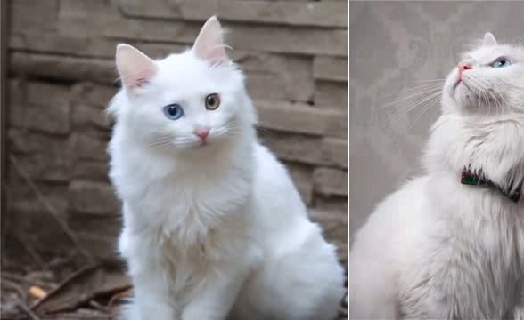 明明可以靠实力，却偏偏要靠颜值，颜值直逼布偶猫的土猫，狮子猫