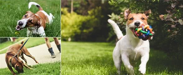 狗狗吃草可以洗胃,但小心误食有农药的草!那该阻止狗狗吃草吗