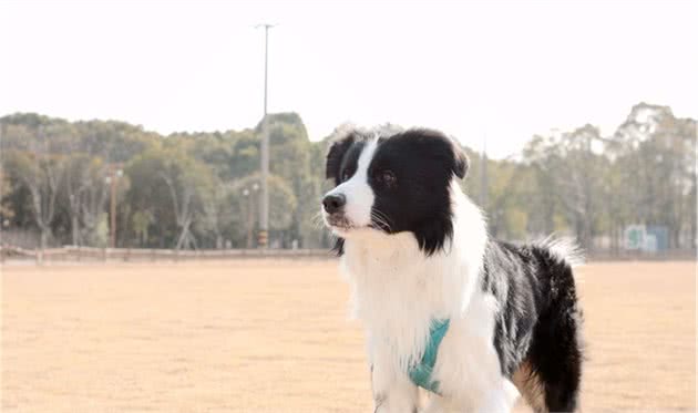 聊聊我家的宠物—边境牧羊犬（一）