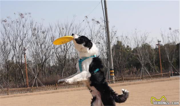 聊聊我家的宠物—边境牧羊犬（一）