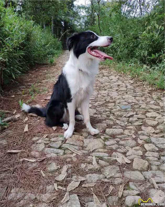 聊聊我家的宠物—边境牧羊犬（一）