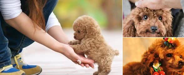 养泰迪犬久了之后，这8种毛病，难以逃过