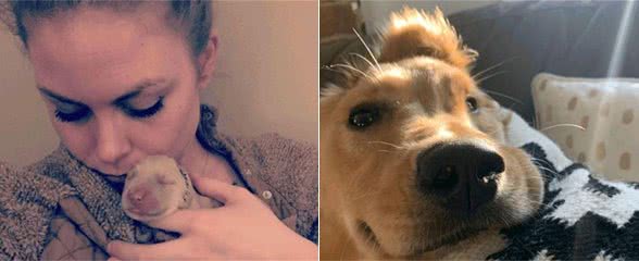 金毛只有1只耳朵成了独角，被丢弃在医院，领养后变成了小天使