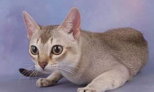 世界上最小的猫种-新加坡猫