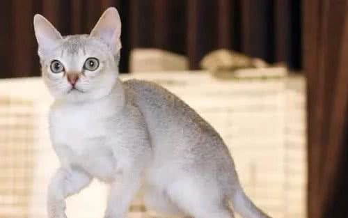 世界上最小的猫种-新加坡猫