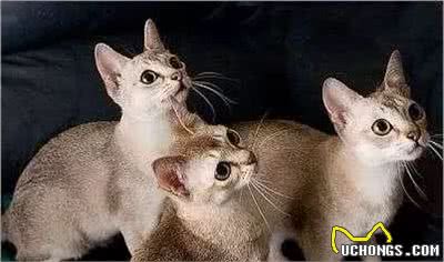 世界上最小的猫种-新加坡猫