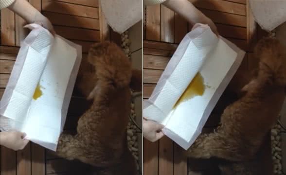 一滴不漏的神技!狗狗抬腿拉尿,主人拿尿垫在旁边接
