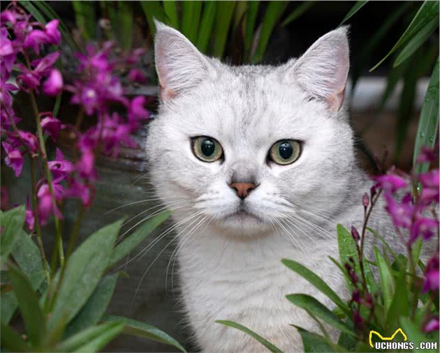 英国短毛猫饲养注意事项