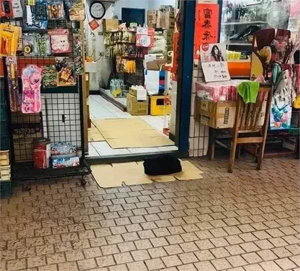 养了黑猫后，我的智商仿佛被碾压