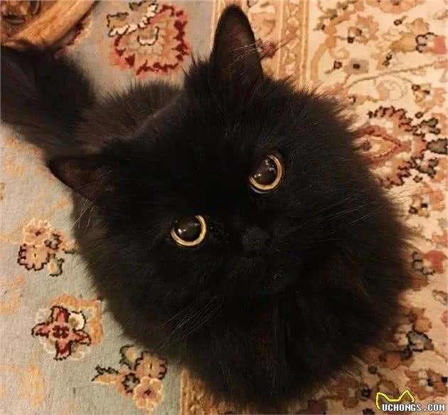 养了黑猫后，我的智商仿佛被碾压