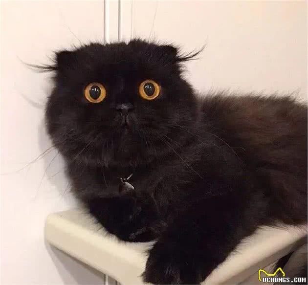 养了黑猫后，我的智商仿佛被碾压