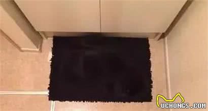 养了黑猫后，我的智商仿佛被碾压