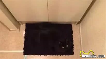 养了黑猫后，我的智商仿佛被碾压