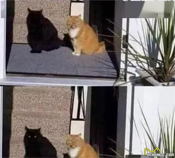 养了黑猫后，我的智商仿佛被碾压